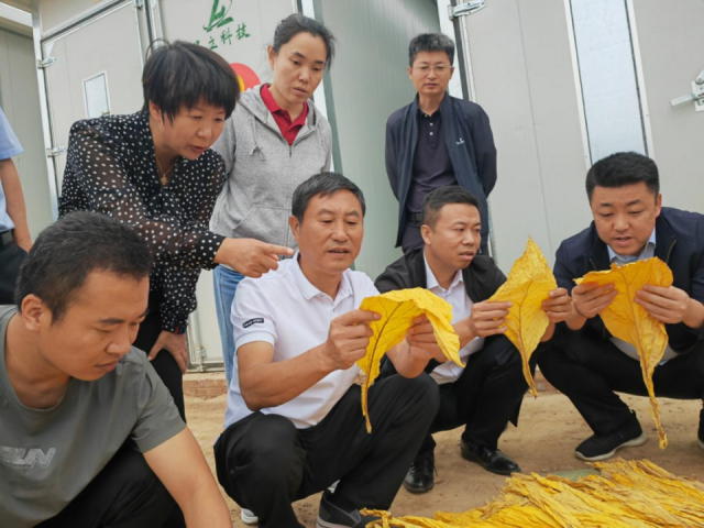 宁夏彭阳：山沟沟里长出“金叶叶”