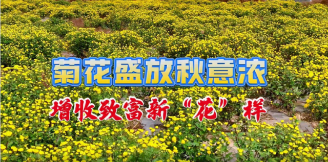 宁夏彭阳：菊花盛放秋意浓 增收致富新“花”样