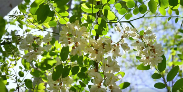 宁夏彭阳：五月槐花开 花香伴夏来
