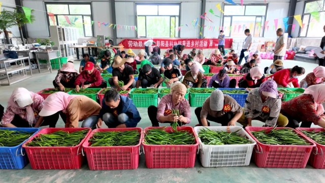 彭阳县总工会举办辣椒分拣技能竞赛