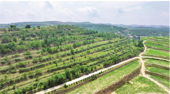 草木有情 茶香不散