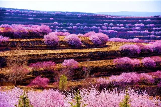 四月美不胜收 山花烂漫季少你怎么行 这是固原最靓丽的风景