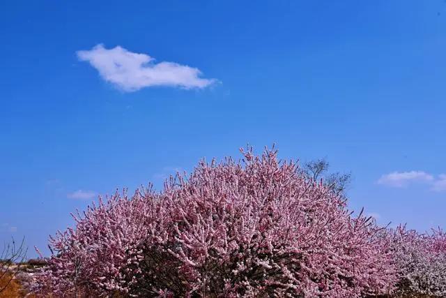 四月美不胜收 山花烂漫季少你怎么行 这是固原最靓丽的风景