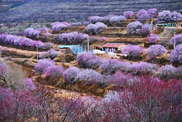 四月美不胜收 山花烂漫季少你怎么行 这是固原最靓丽的风景