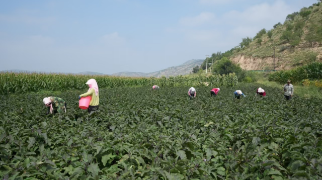 固原市彭阳县：会种能卖“新菜农”