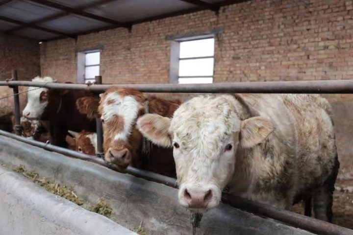 16067850943951000_720x480.jpg 16067850943951000_720x480.jpg