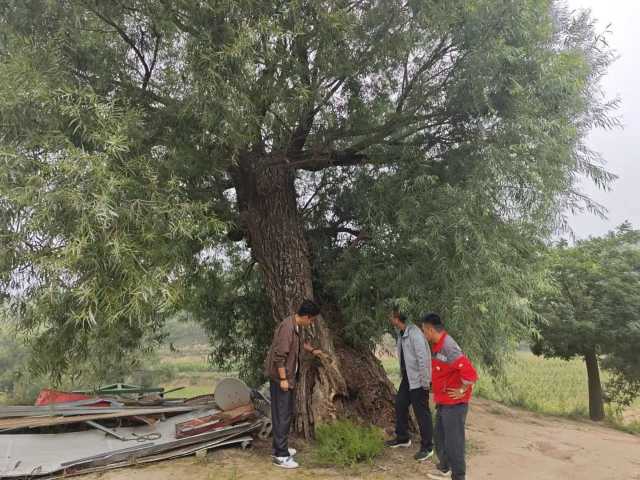 建立古树名木档案 彭阳检察法治守护 “绿色记忆”