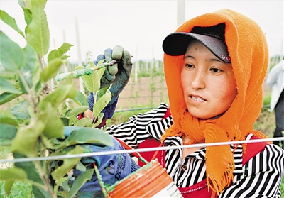 <p>　　家门口打工，赚钱又顾家。</p><p></p>