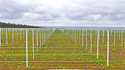 <p>　　矮砧密植苹果示范基地。</p>