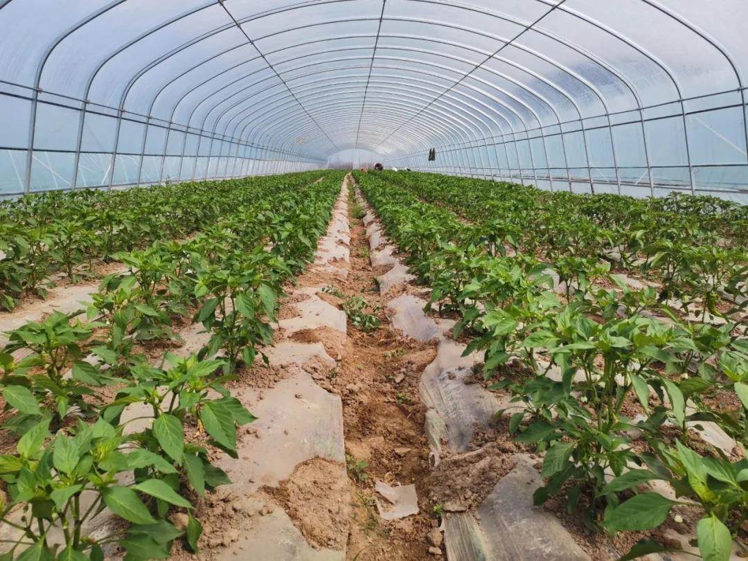 微信图片_20200604183609.jpg 微信图片_20200604183609.jpg