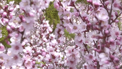 10.gif
