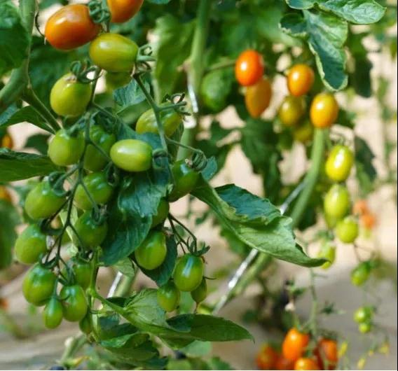 微信图片_20220119230258.jpg 微信图片_20220119230258.jpg