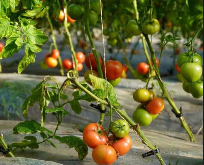 微信图片_20220119230306.jpg 微信图片_20220119230306.jpg