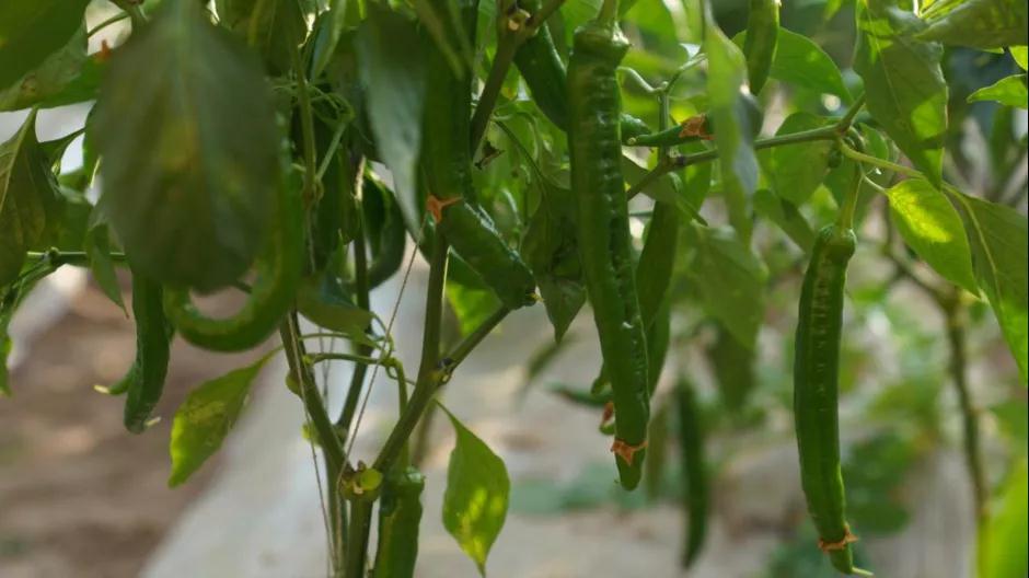 微信图片_20220119230421.jpg 微信图片_20220119230421.jpg