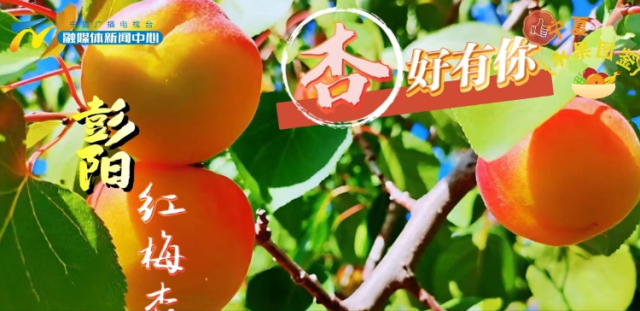 宁夏彭阳：“小杏子”做成“大产业” 农民走上“杏”福路