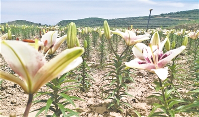 <p>　　百合花开。</p>