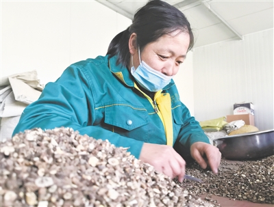 <p>　　优质中药材需精挑细拣。</p>